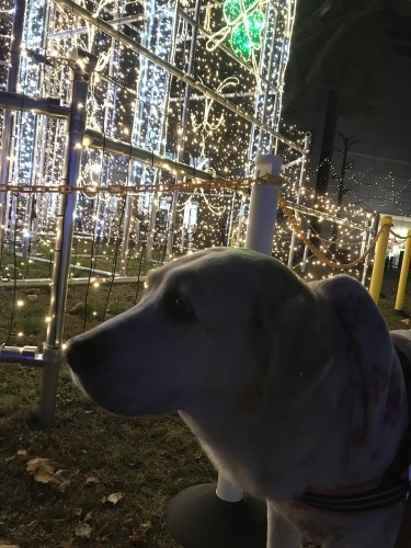 f0315081_20130261.jpeg