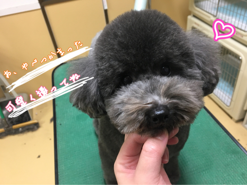 トリミングブログ_f0357682_18164624.jpg