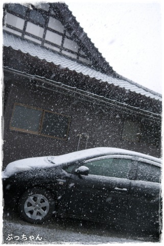 いよいよ雪_f0353990_12115354.jpg