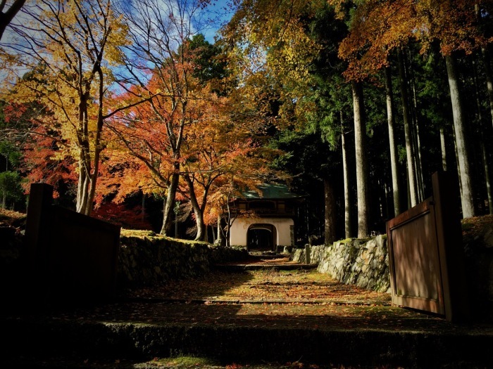 京都　古知谷　阿弥陀寺の紅葉_d0117999_18394585.jpg