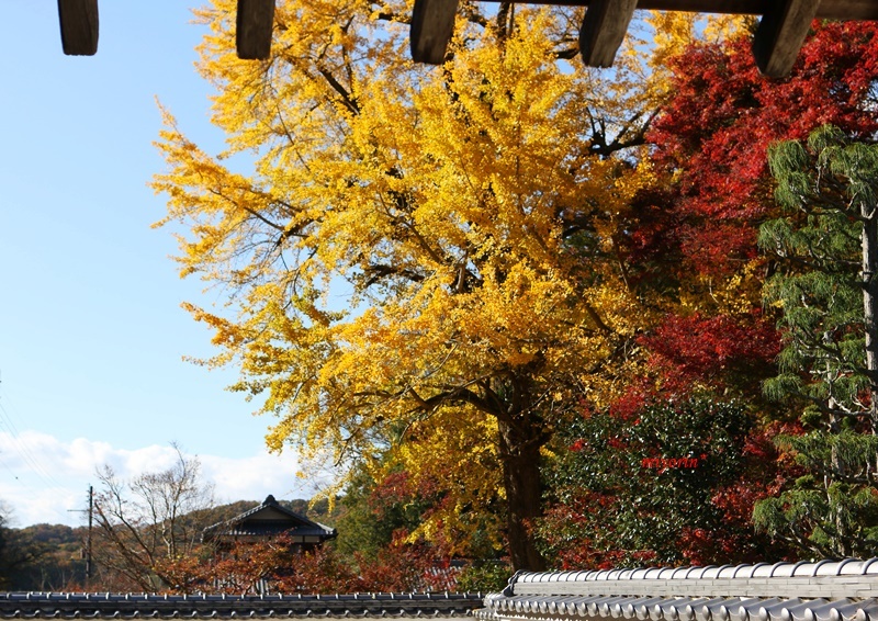 フリマ＆バザー　と　紅葉まつり_a0123003_13181680.jpg