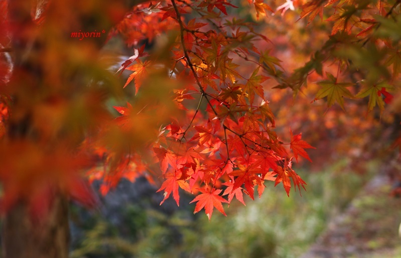 フリマ＆バザー　と　紅葉まつり_a0123003_13395085.jpg