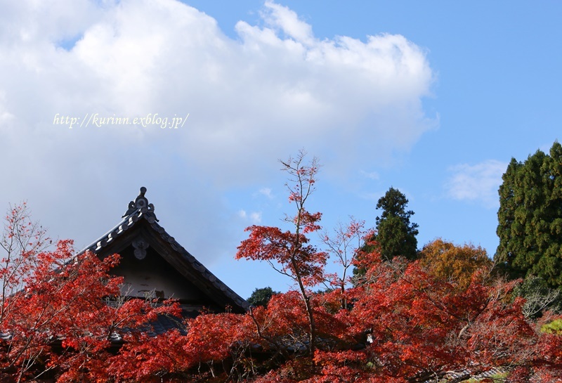 フリマ＆バザー　と　紅葉まつり_a0123003_13410043.jpg