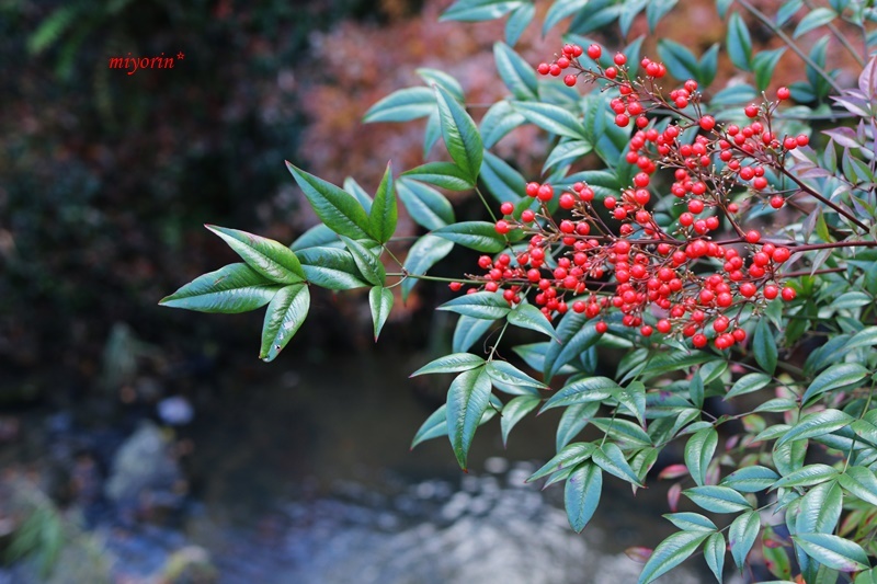 フリマ＆バザー　と　紅葉まつり_a0123003_13433885.jpg