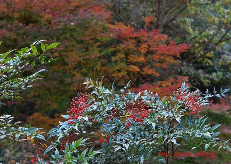 フリマ＆バザー　と　紅葉まつり_a0123003_13480094.jpg