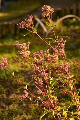 公園の花_a0240403_22574896.jpg