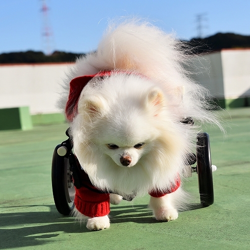 はじめの一歩_d0360206_04004715.jpg