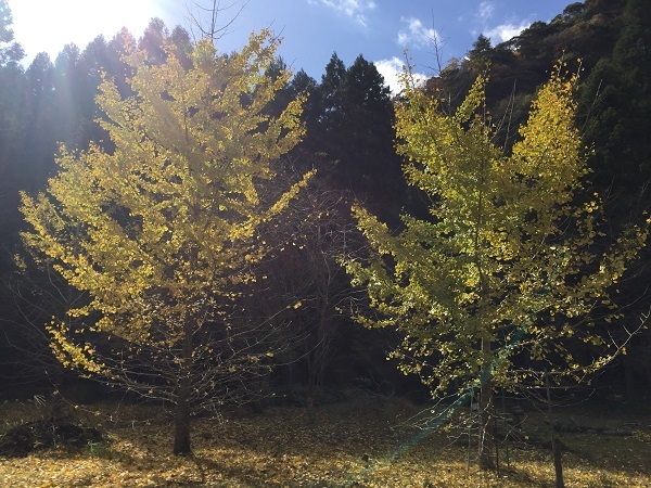 猿飛神社（猿飛千壺峡内）_f0364707_09141798.jpg