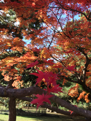 京都御所へ秋のお散歩_f0336109_00383321.jpg