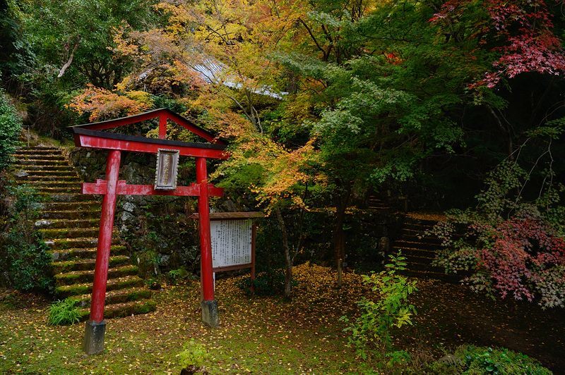 2017京都の紅葉･洛西　金蔵寺　其の二_f0032011_20232218.jpg