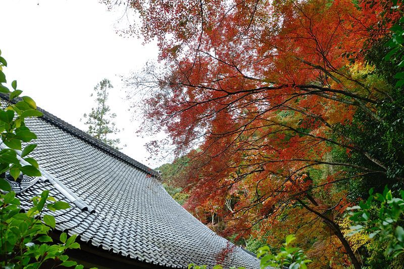 2017京都の紅葉･洛西　金蔵寺　其の二_f0032011_20232271.jpg