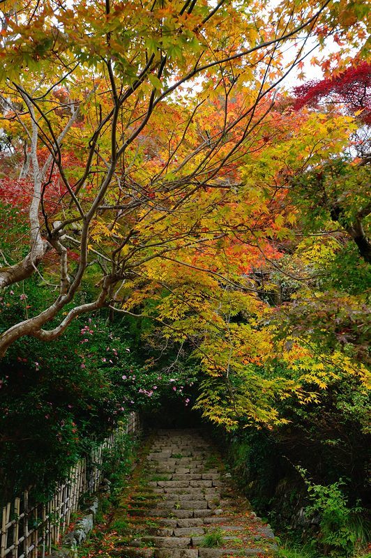 2017京都の紅葉･洛西　金蔵寺　其の二_f0032011_20232285.jpg
