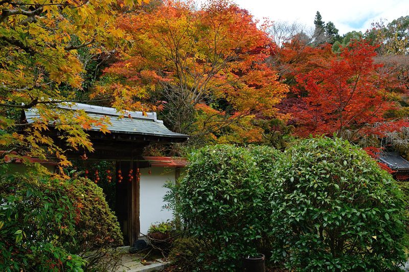 2017京都の紅葉･洛西　金蔵寺　其の二_f0032011_20232341.jpg