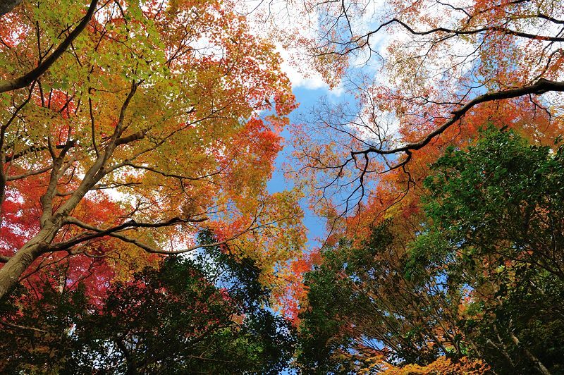 2017京都の紅葉･洛西　金蔵寺　其の二_f0032011_20232387.jpg