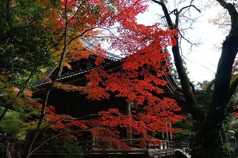 2017京都の紅葉･洛西　金蔵寺　其の二_f0032011_20232453.jpg