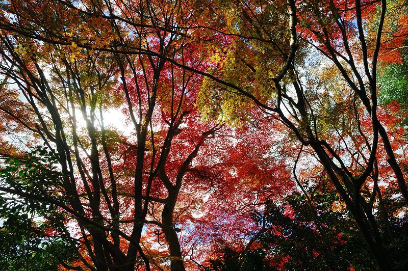 2017京都の紅葉･洛西　金蔵寺　其の二_f0032011_20232457.jpg