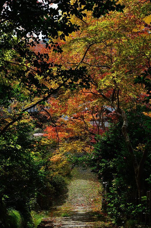 2017京都の紅葉･洛西　金蔵寺　其の二_f0032011_20232485.jpg