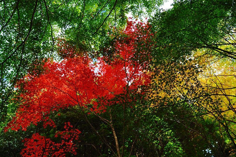 2017京都の紅葉･洛西　金蔵寺　其の二_f0032011_20254688.jpg