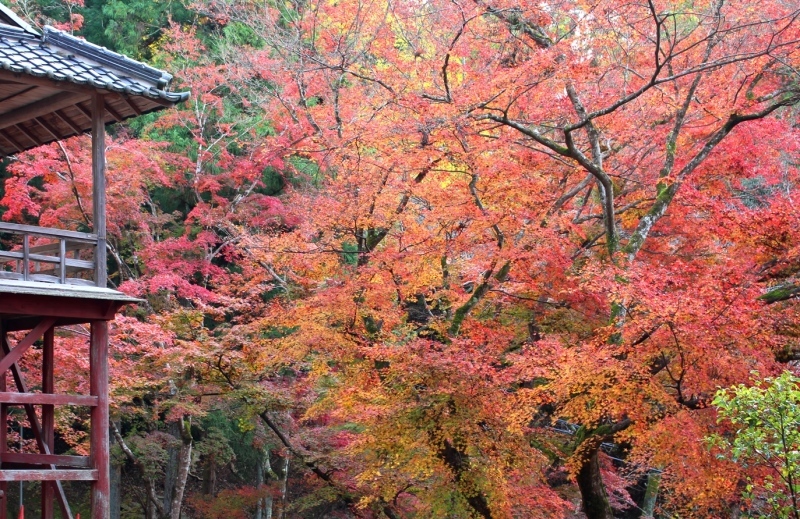 王子山稲荷神社の秋_d0361112_19290653.jpg