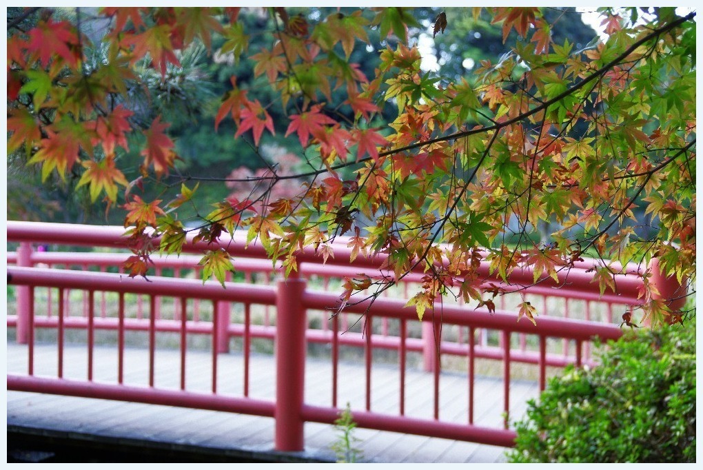 赤い橋と紅葉_c0352813_19164636.jpg