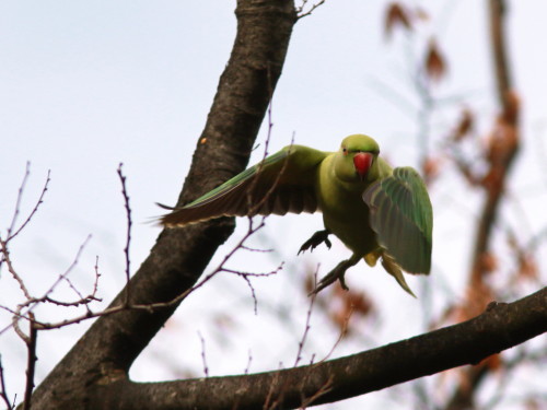 勢力拡大中？？　　ワカケホンセイインコ　　ＳＺＩ_d0346713_21164302.jpg