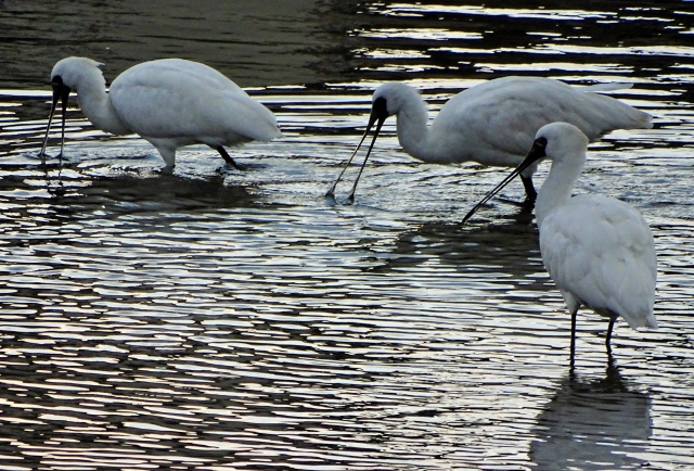 野多目大池 野鳥 3 17 11 16 写真の楽しみ