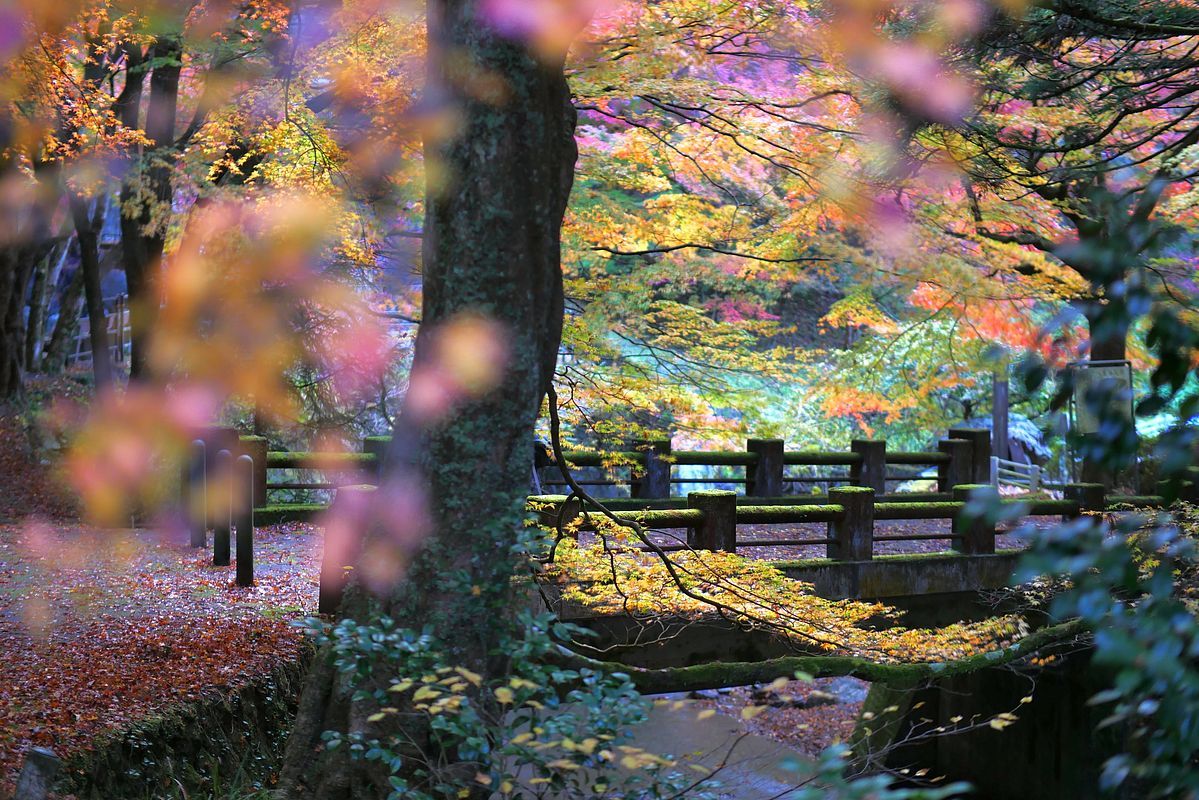 蓬莱山 紅葉最前線レポート ３ 幽玄紅葉点描 私のデジタル写真眼