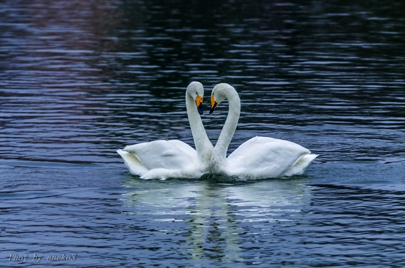 みちのく御所湖白鳥たち８_d0067934_08170267.jpg