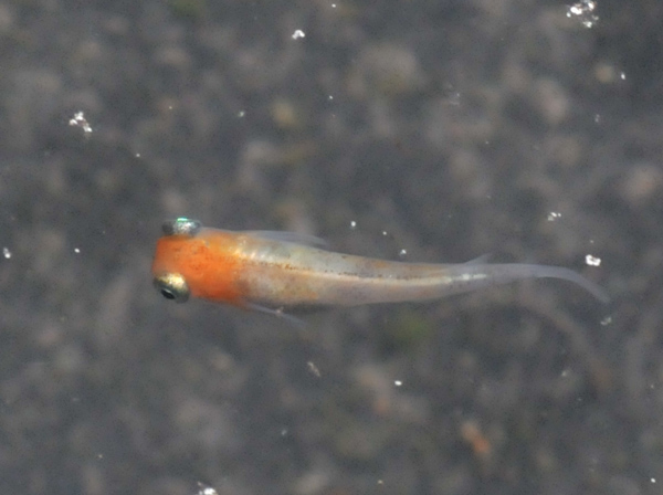 e0097534_16335772.jpg