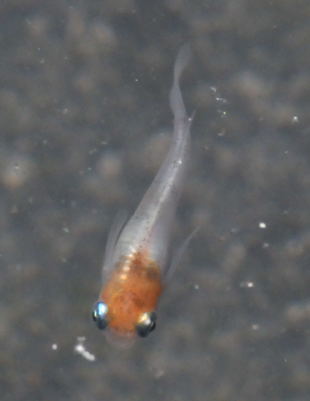 e0097534_1634314.jpg