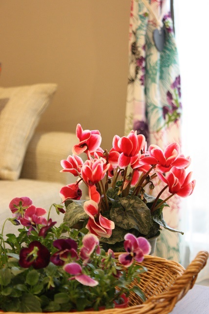 Chambre avec un cyclamen._e0211636_15445240.jpg