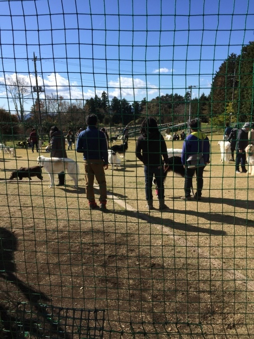 b0369239_16470192.jpeg