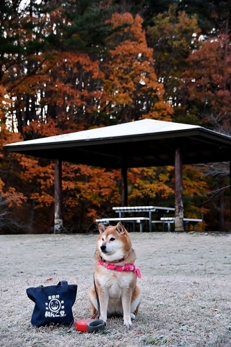 初雪・初氷・初霜_b0314043_07355236.jpg