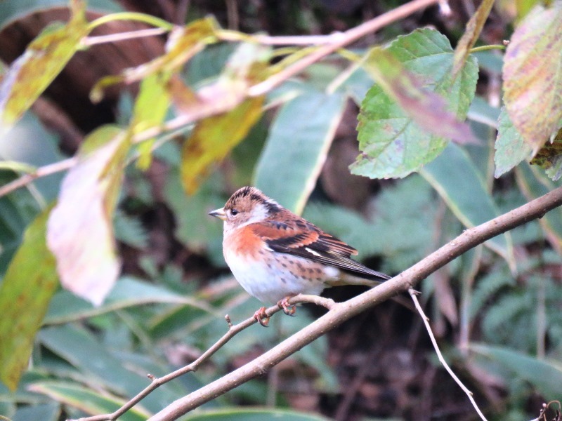 野鳥トレ　１０１　神戸森林植物園　ベニマシコなど_b0227552_19294255.jpg