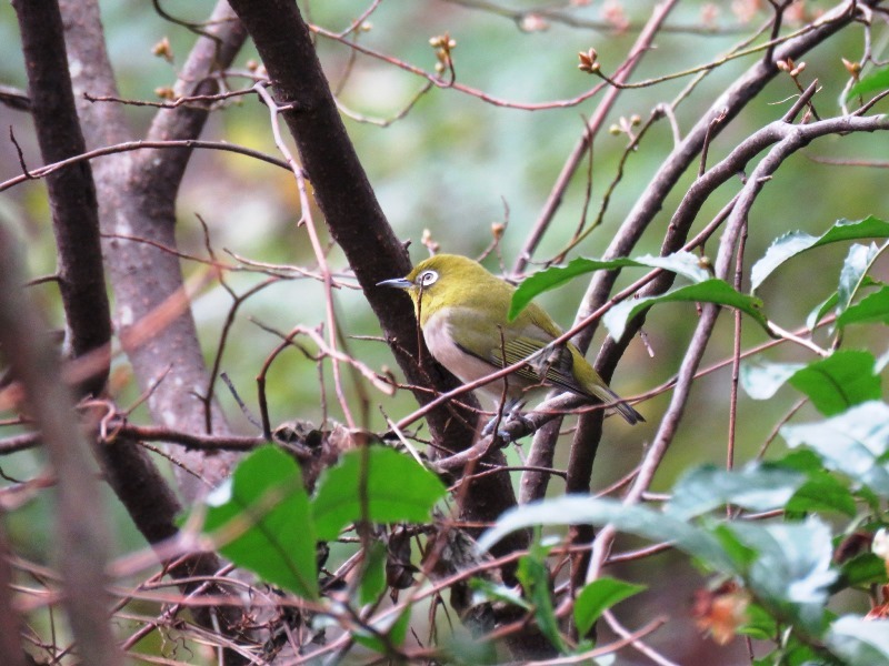 野鳥トレ　１０１　神戸森林植物園　ベニマシコなど_b0227552_19295436.jpg