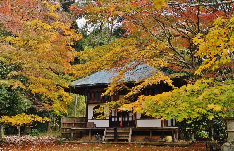 金蔵寺の護摩堂あたりの紅葉_b0063958_17475582.jpg