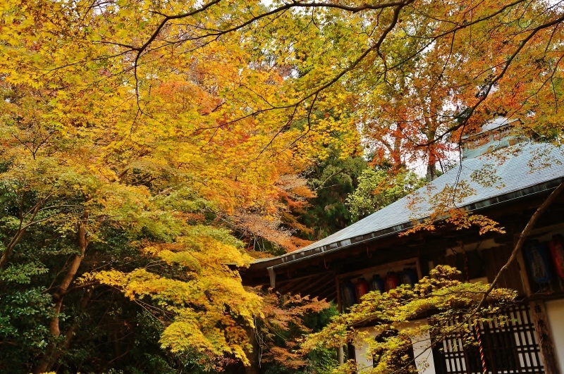 金蔵寺の護摩堂あたりの紅葉_b0063958_17493720.jpg