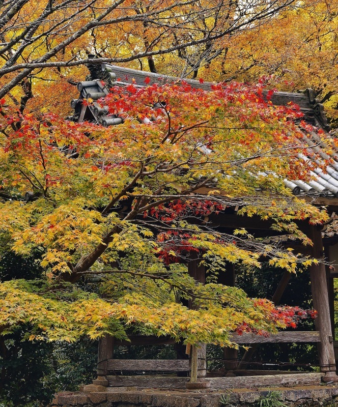 金蔵寺の護摩堂あたりの紅葉_b0063958_17550911.jpg