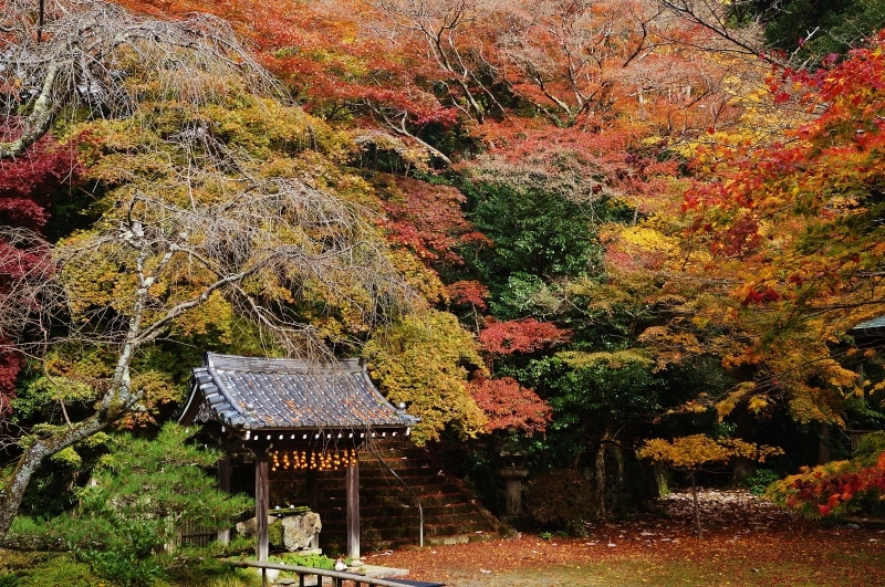 金蔵寺の護摩堂あたりの紅葉_b0063958_17561437.jpg
