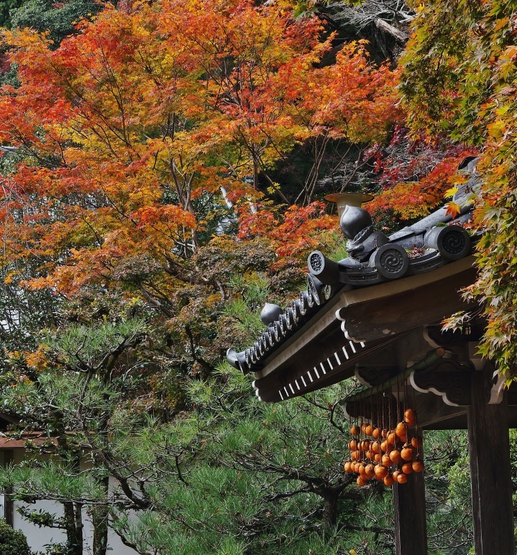 紅葉彩る金蔵寺・手水舎の干し柿_b0063958_18110730.jpg