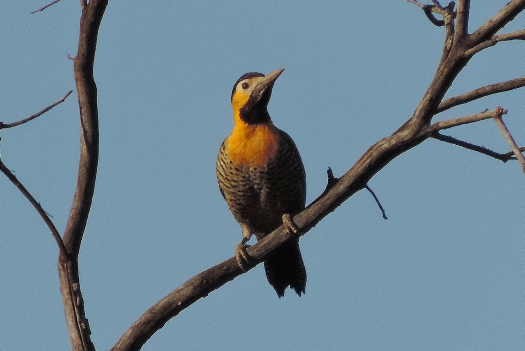 コゲラと仲間の ゲラ 近隣の野鳥を探して