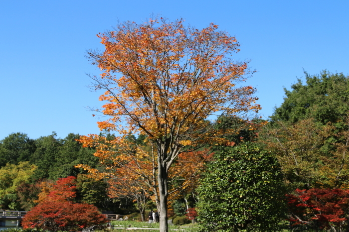 日本庭園も色づいて～　昭和記念公園　5_d0152261_18375485.jpg