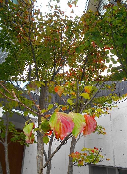 e0002466_20101352.jpg