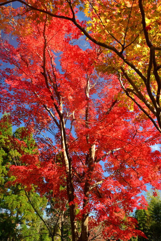 2017京都の紅葉＠常照寺_a0341170_15011215.jpg