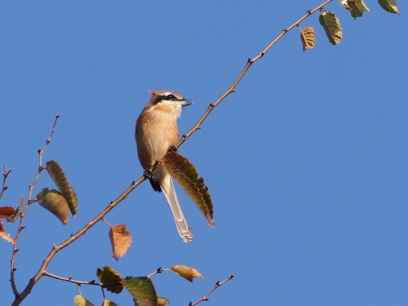 モズの高鳴きが響きました_f0372177_22210171.jpg