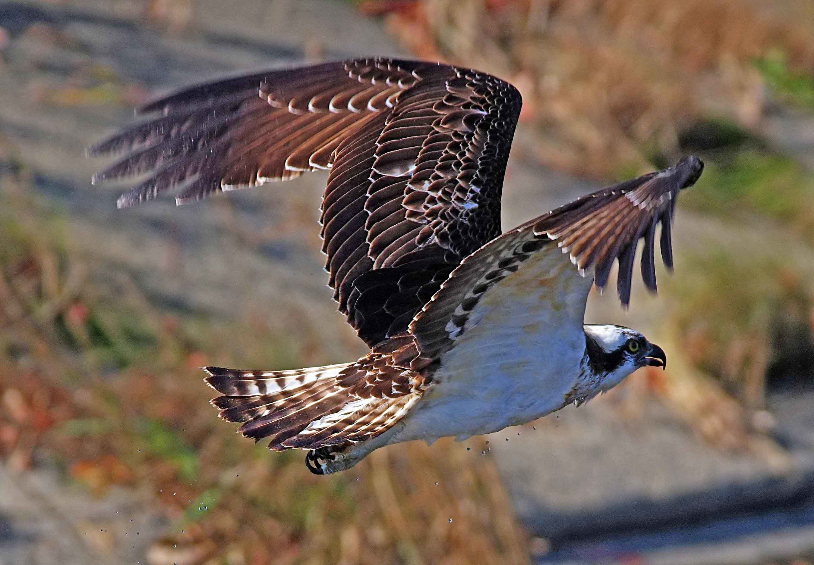 2017年　11月　野鳥_c0176183_13130322.jpg