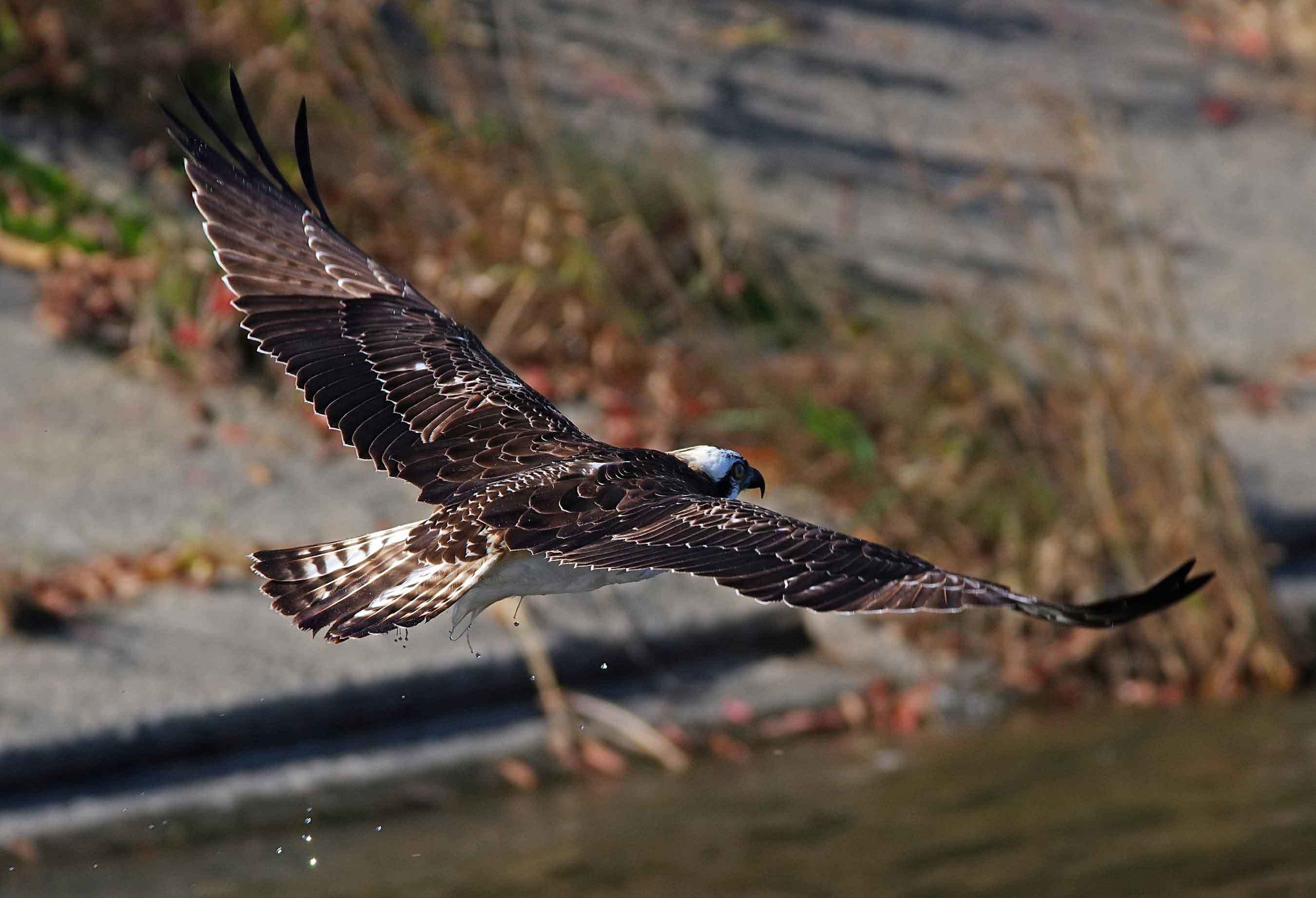 2017年　11月　野鳥_c0176183_13132775.jpg