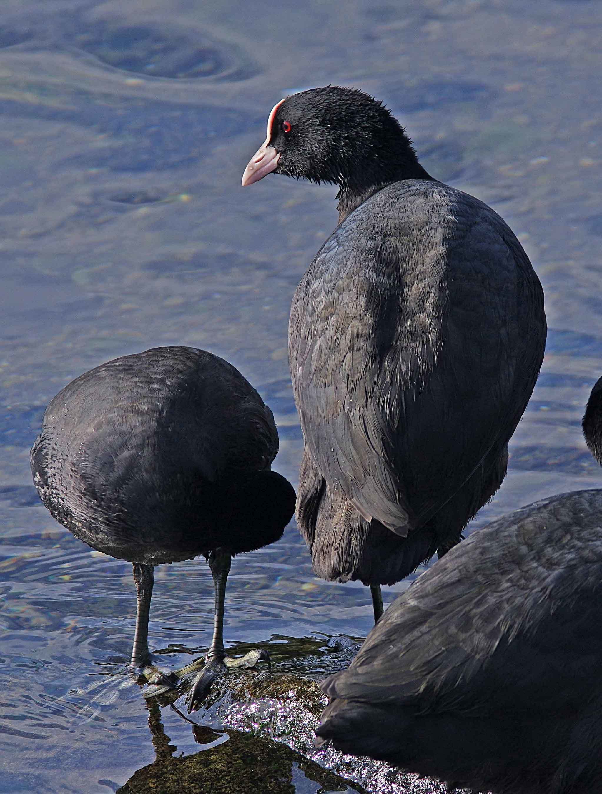 2017年　11月　野鳥_c0176183_13140945.jpg