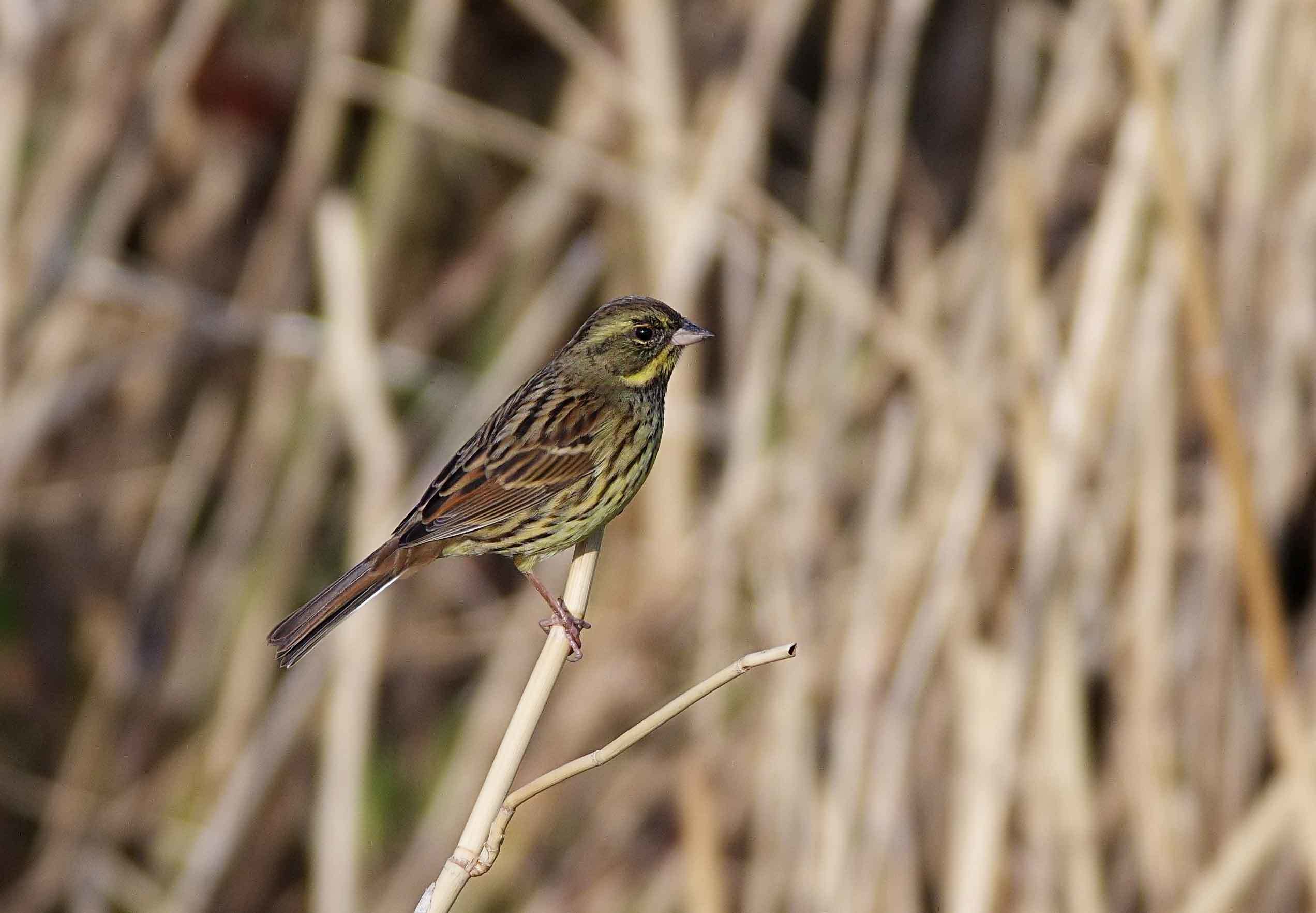 2017年　11月　野鳥_c0176183_13151276.jpg