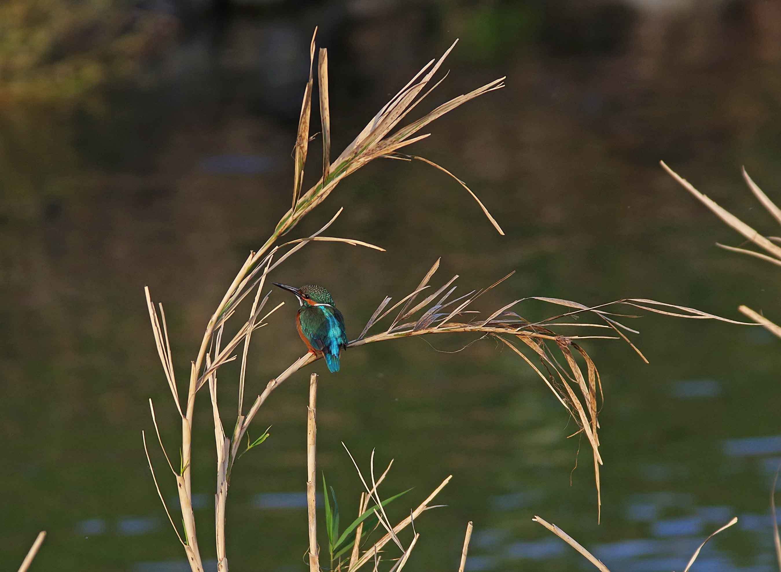 2017年　11月　野鳥_c0176183_13153178.jpg